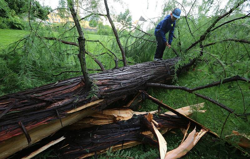 Poražený strom na Mariánské louce.