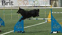 MĚSTSKÝ STADION v Děčíně hostil závody agility.