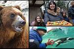 Medvěd Bruno v děčínské zoo, probouzení medvědů v chomutovské zoo, tučňáci v ústecké zoo.