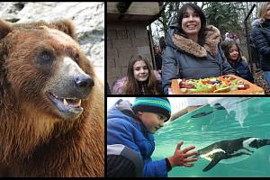 Medvěd Bruno v děčínské zoo, probouzení medvědů v chomutovské zoo, tučňáci v ústecké zoo.