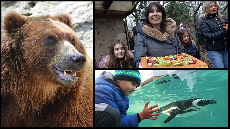 Medvěd Bruno v děčínské zoo, probouzení medvědů v chomutovské zoo, tučňáci v ústecké zoo.