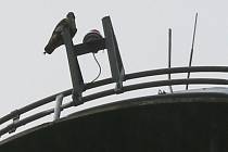 Sokoly na komíně v Děčíně sledovala kamera.