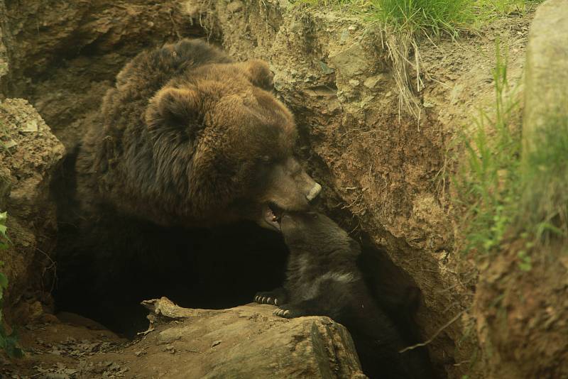 Bruno pochází z brněnské zoo.