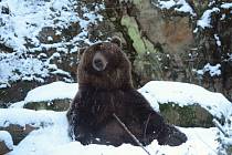 Medvěd Bruno a sníh. Ilustrační foto