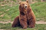 Do děčínské zoo přivezli medvěda kamčatského Bruna.