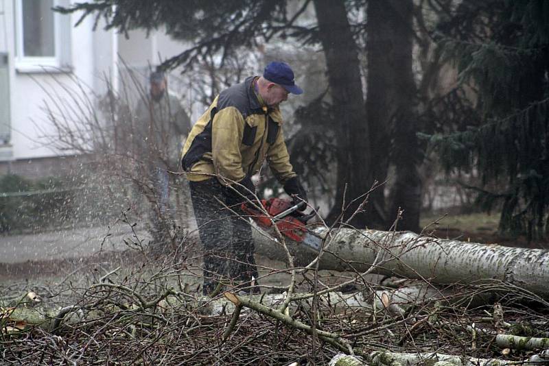 Pro stromolezce Jana Štveráka nejsou ani v 73 letech vysoké stromy žádnou překážkou.