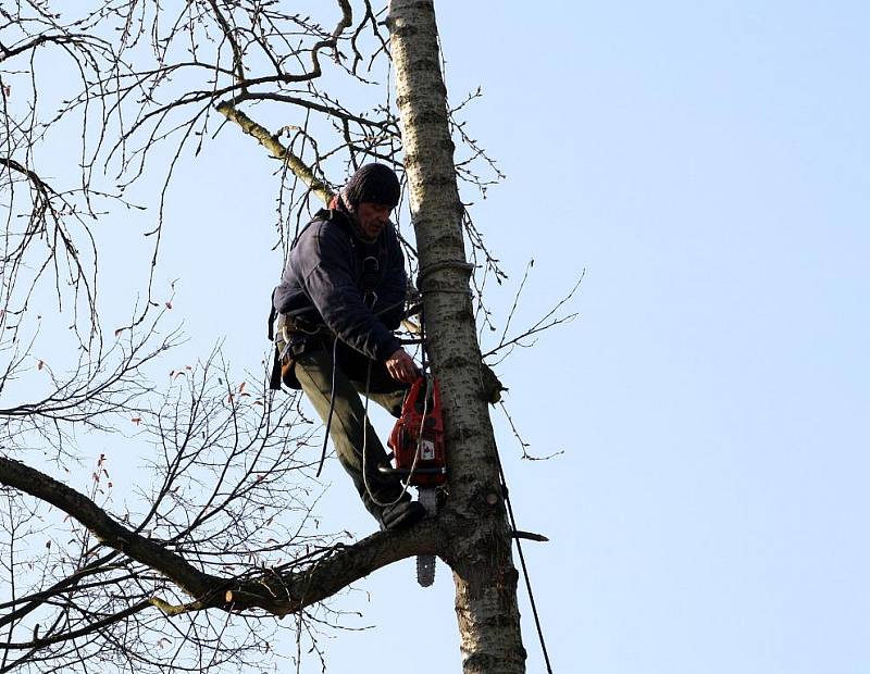 Pro stromolezce Jana Štveráka nejsou ani v 73 letech vysoké stromy žádnou překážkou.