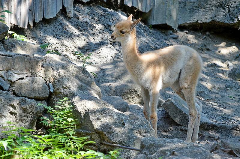 V děčínské zoo se narodilo mládě lamy vikuně.