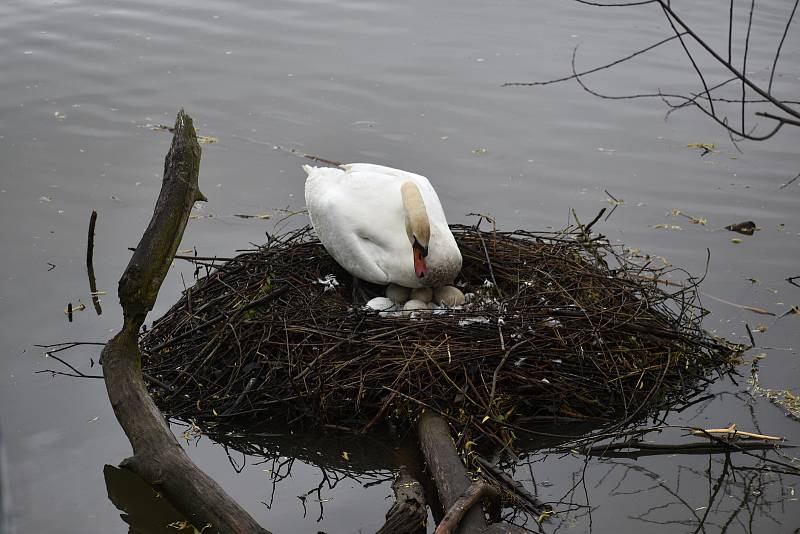 Na Zámeckém rybníku v Děčíně zahnízdila labuť.