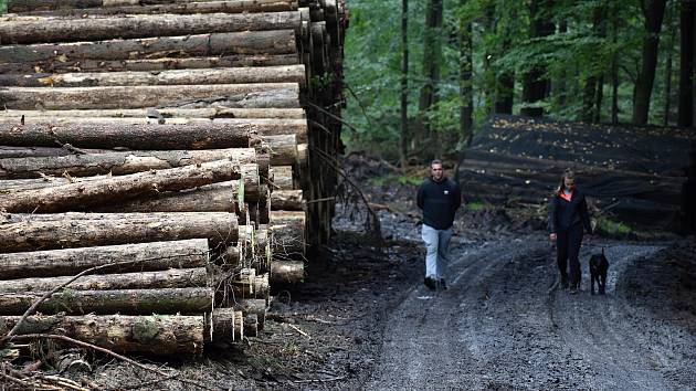 Těžbou po kůrovci zasažené lesy na Maxičkách, září 2021. Ilustrační foto.