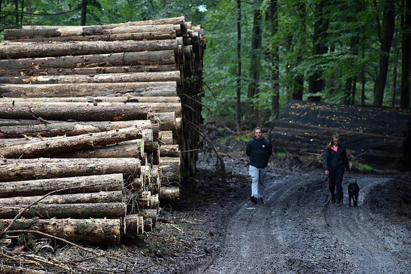 Těžbou po kůrovci zasažené lesy na Maxičkách.