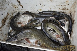 Severočeský územní svaz rybářů distribuoval tisíce ryb do revíru