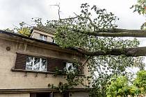 Vítr zlomil ve Varnsdorfu vzrostlý strom.