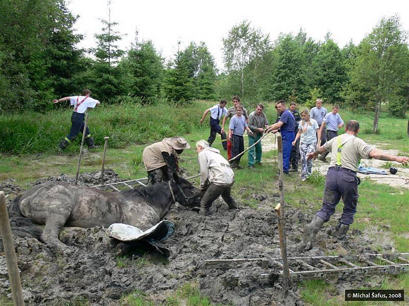 Hasiči zachraňovali zapadlého koně 