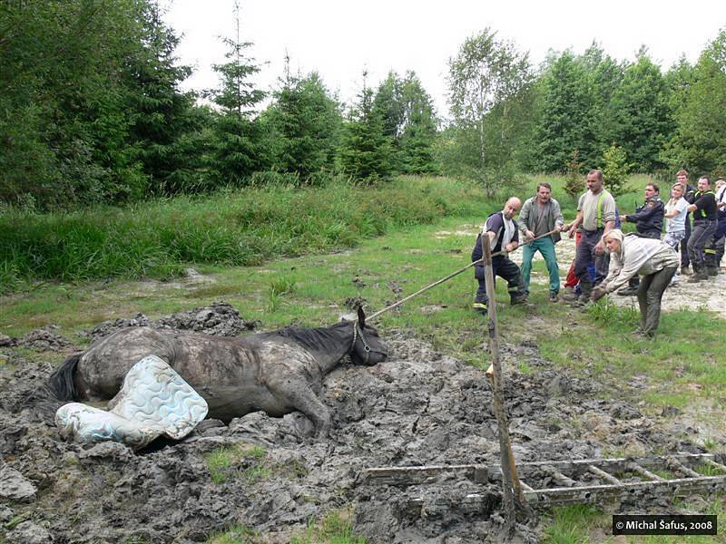 Hasiči zachraňovali zapadlého koně 