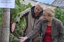 Zahradnice Alena Ungrová a ředitelka děčínského zámku Iveta Krupičková kontrolují stav hroznů po chemickém ošetření.