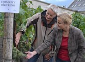 Zahradnice Alena Ungrová a ředitelka děčínského zámku Iveta Krupičková kontrolují stav hroznů po chemickém ošetření.
