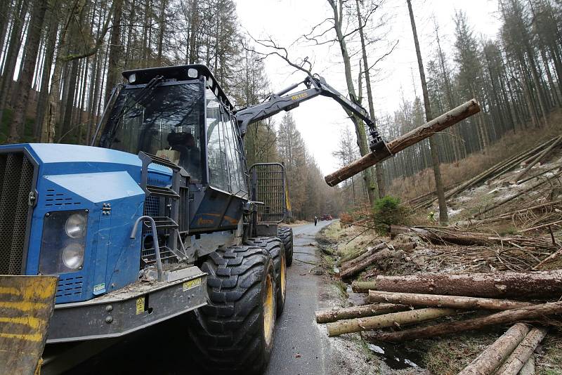 V Českém Švýcarsku padne 15 tisíc mrtvých stromů.