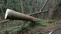 Lesní dělníci likvidují škody po nedělní vichřici v národním parku.