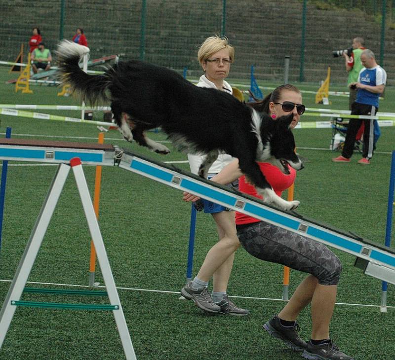 AGILITY - Městský stadion v Děčíně, 2015.