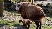 Děčínská zoologická zahrada se konečně dočkala prvního odchovu vzácných kopytníků takinů indických. Čekala na něj dlouhých 9 let. Mládě přišlo na svět v pondělí 23. března, je to samička a má se čile k světu. Matkou je devítiletá Abby.