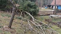 V místní části Verneřic v Loučkách vyvrátil silný vítr strom.