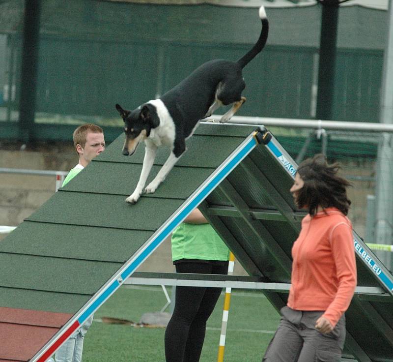 AGILITY - Městský stadion v Děčíně, 2015.