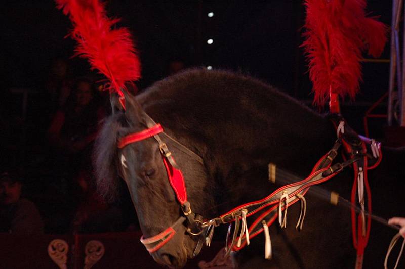 CIRKUS Berousek se v těchto dnech nachází v Děčíně ve Starém městě.