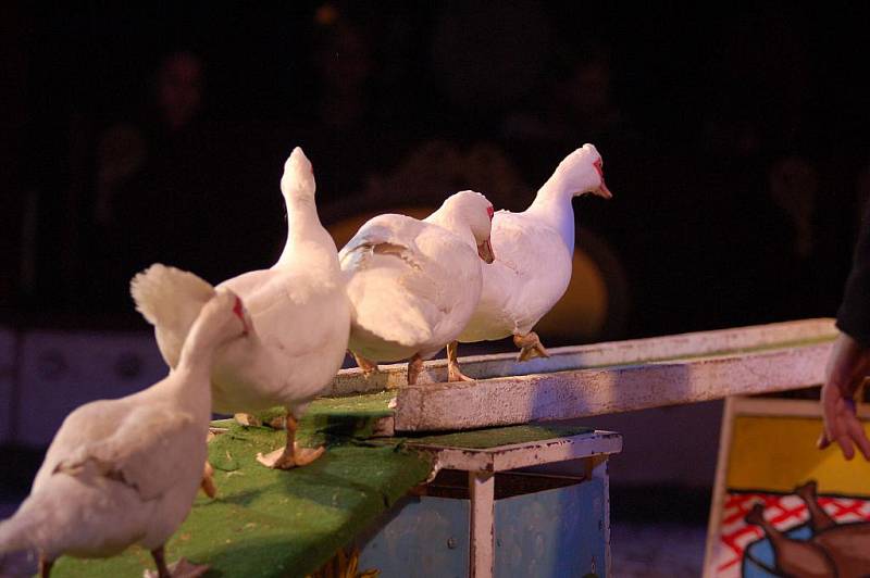 CIRKUS Berousek se v těchto dnech nachází v Děčíně ve Starém městě.