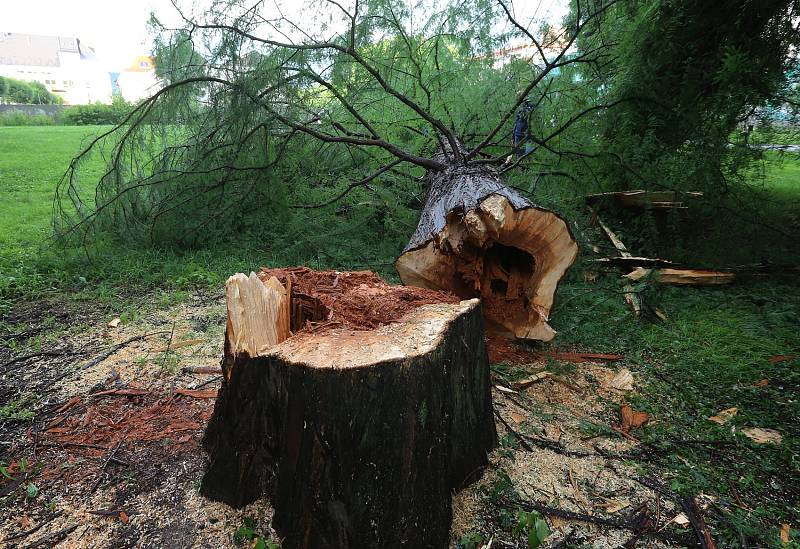 Poražený strom na Mariánské louce.