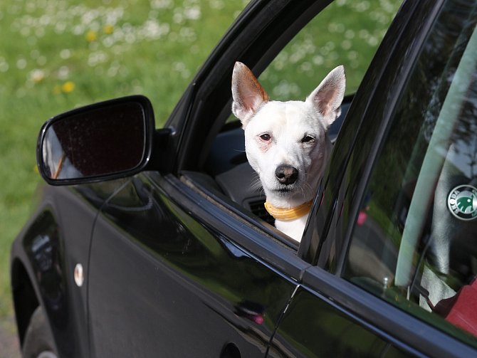Pes v autě, ilustrační foto.