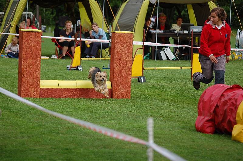 Dvoudenní psí závody agility Borec severu 2012 v Mikulášovicích.