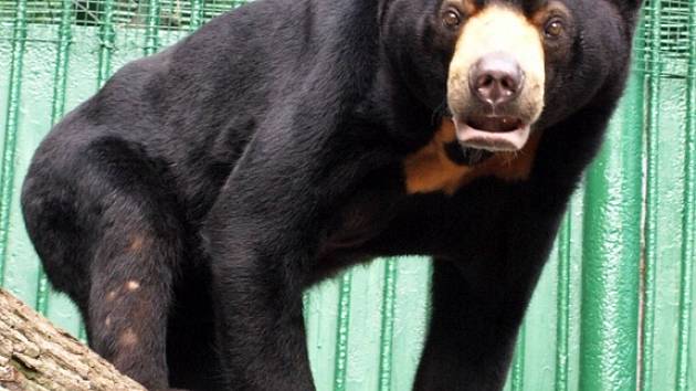 Zoo zve: Přijďte se podívat na nového medvěda! - Děčínský deník