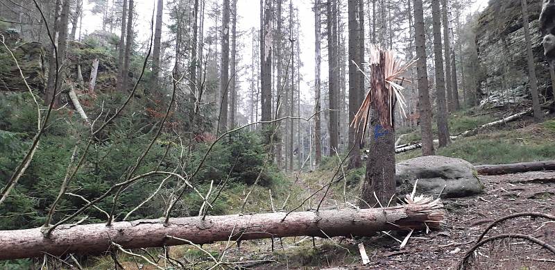 V Českém Švýcarsku zkouší experimentální těžbu stromů pomocí výbušnin.