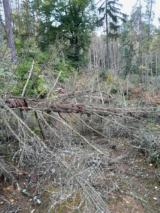 Noční bouře napáchala škody také v Národním parku České Švýcarsko.