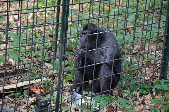 Zoologické zahradě se podařilo chytit posledního prchajícího makaka
