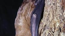 Netopýr obrovský je jedním ze dvou nově objevených druhů v Českém Švýcarsku.