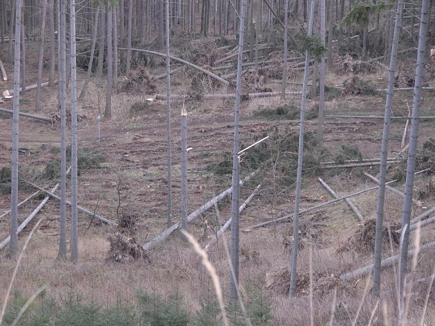 KYRILL NADĚLAL škodu především v lesích.