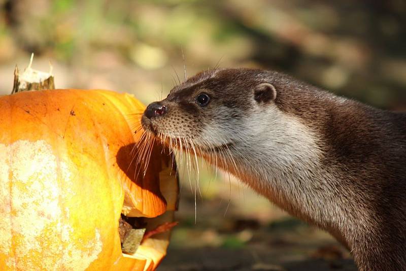 Dýňový enrichment v Zoo Děčín.