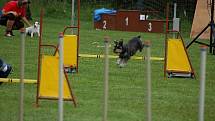 Dvoudenní psí závody agility Borec severu 2012 v Mikulášovicích.