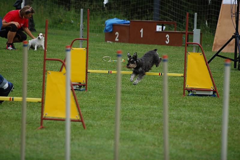 Dvoudenní psí závody agility Borec severu 2012 v Mikulášovicích.