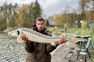 Pavel Karmazín chytil jesetera v Nedamově.