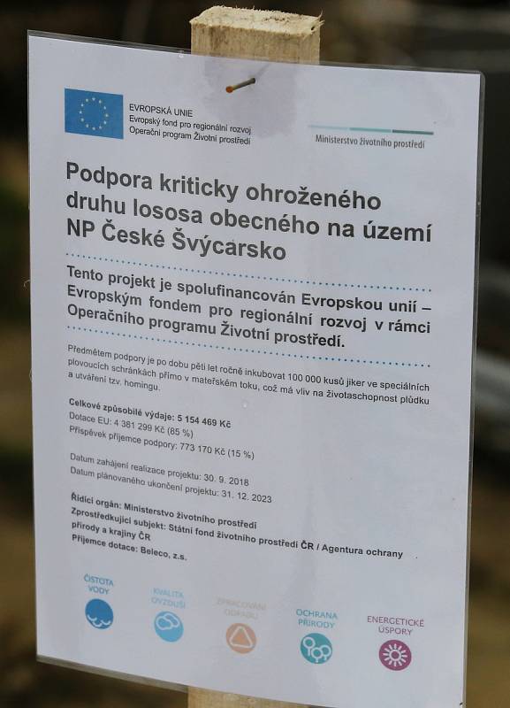 V pátek dopoledne pracovníci národního parku v Jetřichovicích nedaleko Dolského mlýna umístili do takzvaných rybích inkubátorů tisíce jiker lososa obecného.