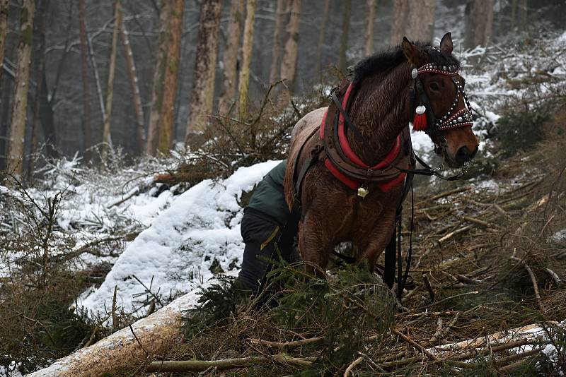 Se stahováním stromů v lese nad Přípeří pomáhají koně.