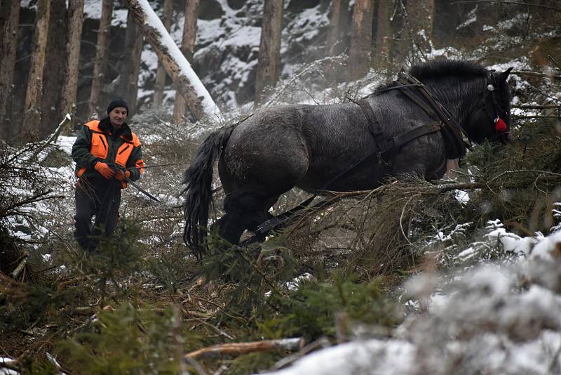 Se stahováním stromů v lese nad Přípeří pomáhají koně.