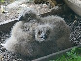 V Zoo Děčín se vylíhla nová výřata.