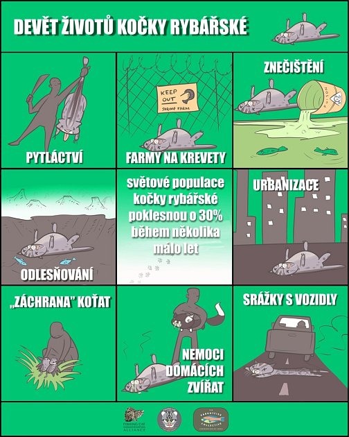 9 životů kočky rybářské.