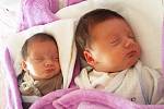 Terezie a Rozalie Mangoltovy se narodily Dominice Mangoltové 18. května v ústecké porodnici. Terezka: 10.17 hod., 39 cm a 1,38 kg; Rozálka: 10.16 hod., 41 cm a 1,62 kg.