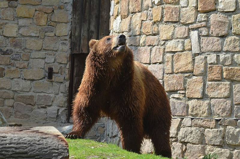 Medvěd kamčatský Bruno.
