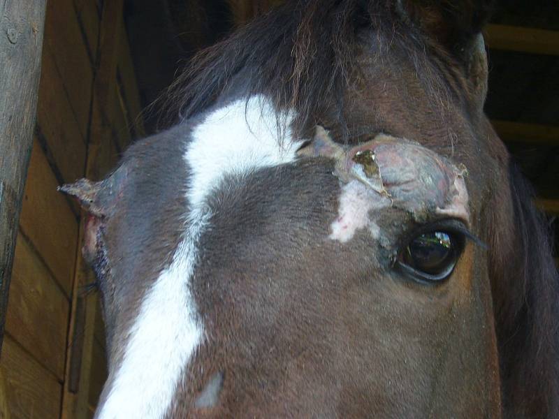 Podle Krajské veterinární správy Ústeckého kraje se chovatelka nedopustila týrání zvířat a nic nezanedbala